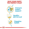 Royal Canin Medium Range: For Adult Dog Weight Between 11 and 25 Kg Cocker Spaniel Puppy 3 Kg Kibble