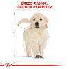 Royal Canin Maxi Range: For Adult Dog Weight Between 26 and 44 Kg Golden Retriever Puppy