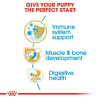 Royal Canin Giant Range: For Adult Dog Weight Over 45 Kg Rottweiler Puppy