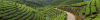 Munnar