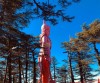 Shimla Honeymoon Package