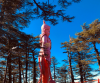 Shimla Manali Dharamshala Couple Honeymoon Package