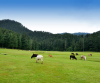 Shimla Manali Dharamshala Dalhousie Honeymoon Package