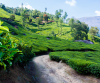 Munnar Honeymoon Tour Package