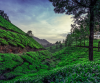 Munnar Honeymoon Tour Package