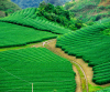 Best Munnar Honeymoon Package