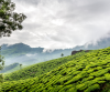 Kerala Package Munnar Alleppey Tour With Houseboat